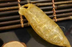蜘蛛膠的功效和作用，蜘蛛膠多少錢一斤