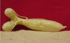蜘蛛膠公母的區別與功效，蜘蛛膠燉川貝的功效
