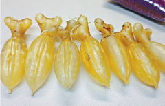 花膠可以從香港帶回大陸嗎，魚膠能帶上國內飛機嗎