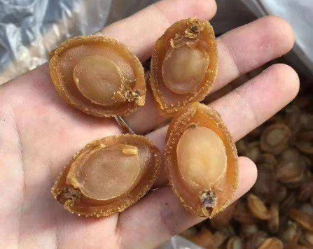 鮑魚為什么有好幾個孔，七孔與九孔鮑魚什么區別