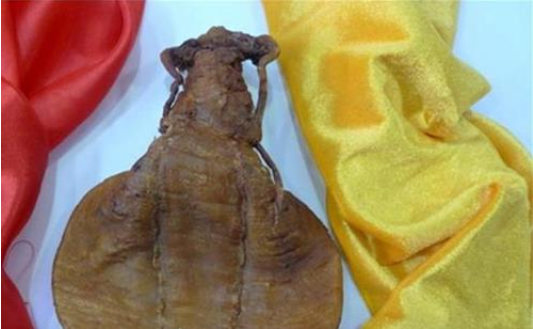 中國魚膠最大批發市場,中國最大花膠生產地