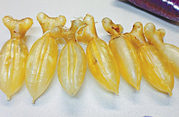 魚膠在每天的什么時間吃最好，吃多久有效果呢