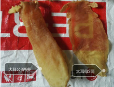 告訴大家大耳赤嘴魚膠一斤多少錢