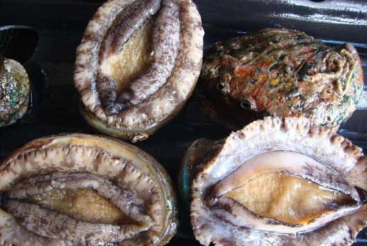 鮑魚可以提高精子活力嗎