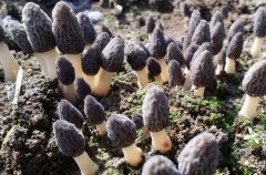 給大家普及下野生羊肚菌收購價格