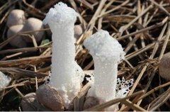 了解下食用菌菇的種類及圖片大全