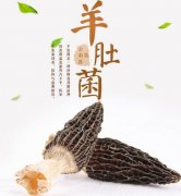 聊一聊野生羊肚菌價格