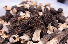 盤點下野生羊肚菌吃了可以補什么