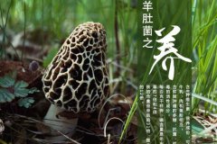 新鮮羊肚菌怎么做好吃又簡單