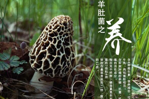 新鮮羊肚菌怎么做好吃又簡單