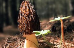 了解下鮮羊肚菌多少錢一斤