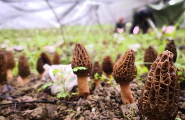 談談孕婦早期可以吃羊肚菌嗎