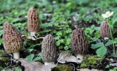 詳細討論羊肚菌野生和人工種植有什么區別