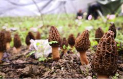 跟大家說下羊肚菌對失眠有效嗎