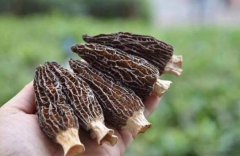 跟大家細說一下羊肚菌下雨后幾天能長出