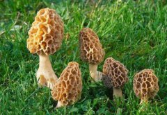羊肚菌一年四季都可以種植嗎