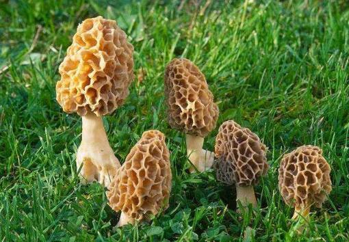 羊肚菌一年四季都可以種植嗎