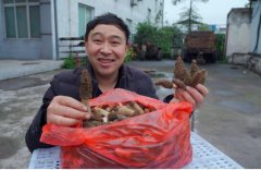 分享下野生羊肚菌哪里收購