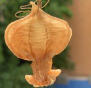 透露紅雞赤嘴魚膠一斤多少錢