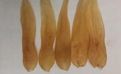 印尼野生白花膠需要泡發嗎