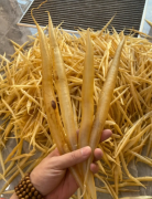 鰻魚膠的營養價值及功效與作用禁忌是什么