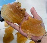 胃不好可以吃魚膠嗎