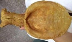 干魚膠怎么炒好吃