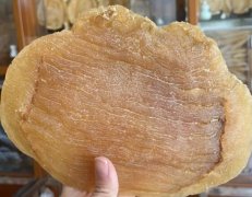 小孩能吃花膠嗎